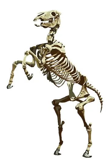 File:Mr. Bones.webp